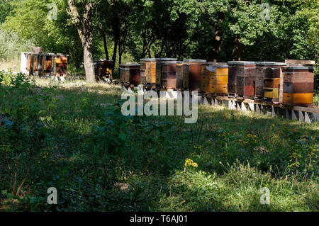 Reihe von Wooden Bienenstöcke mit Bäumen im Hintergrund Stockfoto