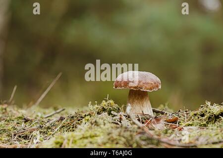 Mit Porcini-pilzen im Herbst im Wald Stockfoto