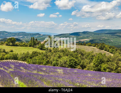 Schöne Landschaft mit lavendelfeldern. Frankreich. Stockfoto