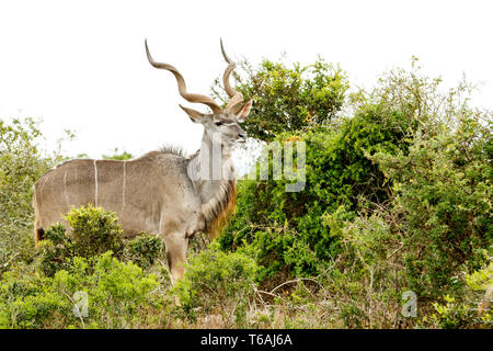 Kudus stehen laut und Stolz in das Feld Stockfoto