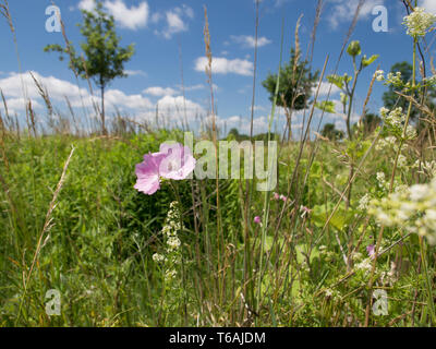 Blühende Musk-Mallow im Gras, Malva moschata Stockfoto