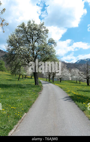 Feldweg führt durch grüne Feder Wiesen und Obstgärten mit blühenden Kirsch- und Apfelbäumen in der Nähe von Zug in der Schweiz Stockfoto