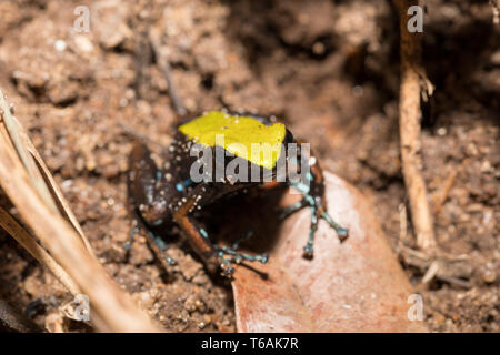 Schwarze und Gelbe Frosch Klettern Mantella, Madagaskar Stockfoto