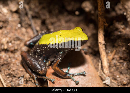 Schwarze und Gelbe Frosch Klettern Mantella, Madagaskar Stockfoto