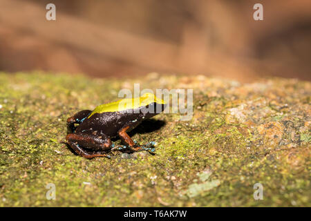 Schwarze und Gelbe Frosch Klettern Mantella, Madagaskar Stockfoto