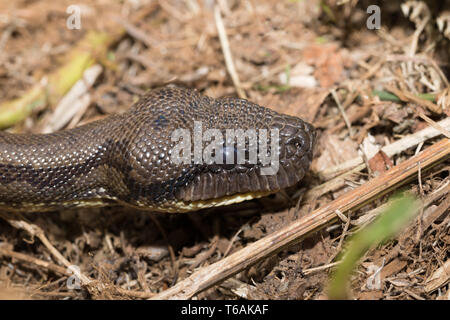 Madagaskar tree Boa, Sanzinia madagascariensis Stockfoto