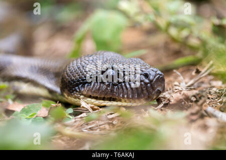 Madagaskar tree Boa, Sanzinia madagascariensis Stockfoto