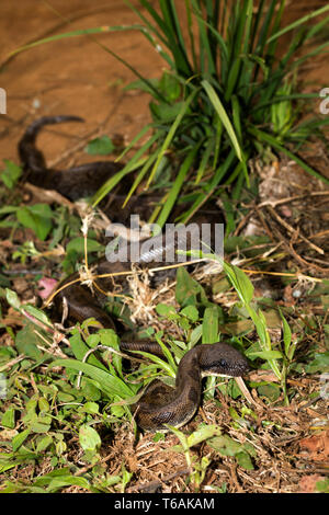 Madagaskar tree Boa, Sanzinia madagascariensis Stockfoto
