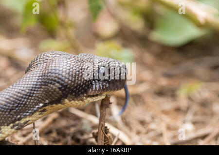 Madagaskar tree Boa, Sanzinia madagascariensis Stockfoto