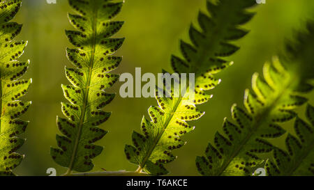 Close up Farnblätter und seine Sporen mit grünen Wald Natur Hintergrund. Makroaufnahme selektiven Fokus. Natürlichen grünen Farnblätter wallpaper Konzept. Ecol Stockfoto