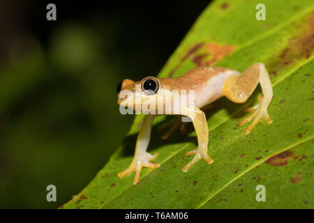 Kleine gelbe Laubfrosch von boophis Familie, Madagaskar Stockfoto