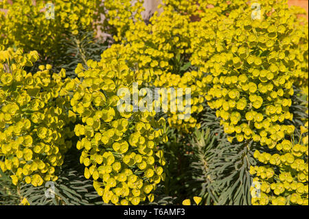 Lebendige Euphorbia characias gigantium Blumen im Frühling Sonnenschein mit Milchigen latex sap und Cluster von Blumen, reizend ätzend Sap Stockfoto