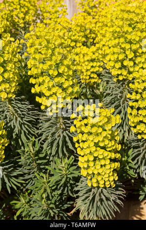 Lebendige Euphorbia characias gigantium Blumen im Frühling Sonnenschein mit Milchigen latex sap und Cluster von Blumen, reizend ätzend Sap Stockfoto