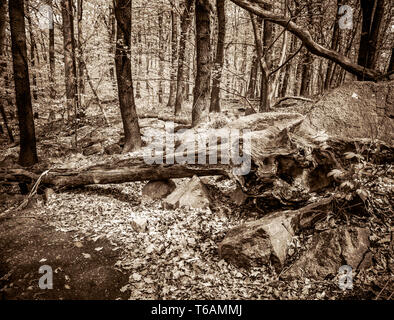 Gefallenen Baum im Wald. Stockfoto