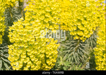 Lebendige Euphorbia characias gigantium Blumen im Frühling Sonnenschein mit Milchigen latex sap und Cluster von Blumen, reizend ätzend Sap Stockfoto