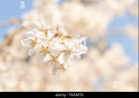 Anhänger Blüte Kirschblüte am Höhepunkt des Zyklus haengt an luftige Zweige mit Cascading Blumen in rosa oder weiss Prunus Baum Stockfoto