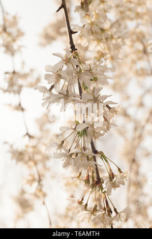 Anhänger Blüte Kirschblüte am Höhepunkt des Zyklus haengt an luftige Zweige mit Cascading Blumen in rosa oder weiss Prunus Baum Stockfoto