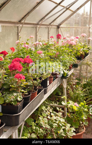 Geheiztes Gewächshaus zwingt Gärtner pflanzen von Blumen, Pflanzen für frühe Erscheinen und Pflanzung im Garten im April, wo Gefahr von Frost, bereit zu sein Stockfoto