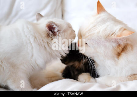 Heilige Birma Katze Stockfoto