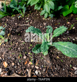 Wachsende Kale in der Küche Garten Stockfoto