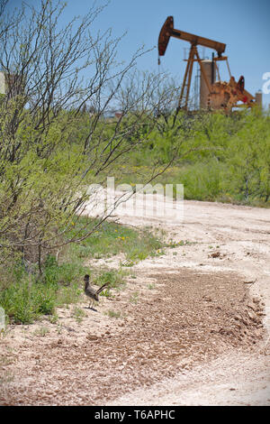 Midland County, Texas, Vereinigte Staaten - 21 April 2019: Eine Roadrunner ist vor einer Pumpeneinheit im Permian Basin Ölfeld entdeckt. Stockfoto