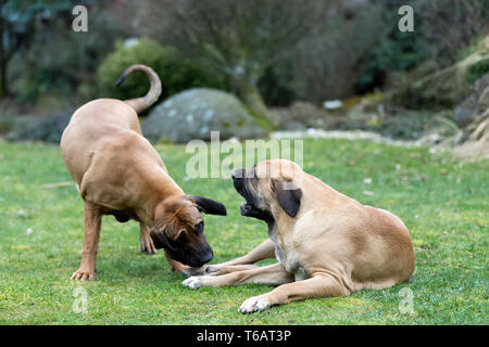 Weibchen von Fila Brasileiro (Brasilianische Dogge) Stockfoto