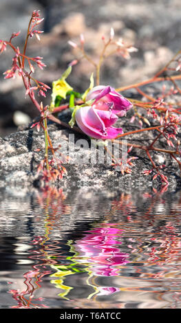 Wasser-Ripple und Reflexionen der Flora auf dem Wasser Stockfoto