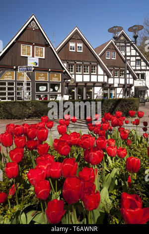 Fachwerkhäuser bei Karl Volke Square im Frühjahr, Bad Sassendorf, Nordrhein-Westfalen, Deutschland Stockfoto