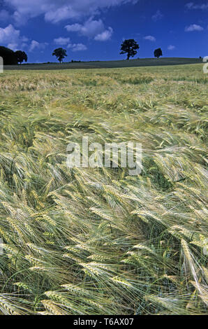 Gerste, Hordeum vulgare Stockfoto