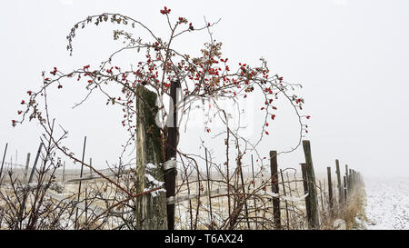 Wild Rose auf Zaun mit Hagebutten im Winter Stockfoto