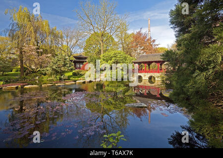 Japanische Garten mit Teehaus im Frühjahr, Leverkusen, Nordrhein-Westfalen, Deutschland Stockfoto