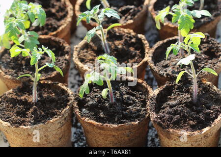 Junge tomate Sämling Sprößlinge in den Torf Töpfe. Gartenarbeit Konzept. Stockfoto