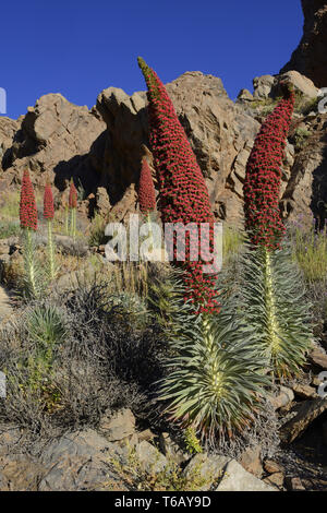 Schöne Landschaft auf den Teide Nationalpark, Las Canadas, Teneriffa Stockfoto