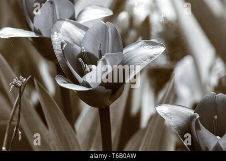 schwarz / weiß Aufnahme einer Tulpe im Frühjahr Stockfoto