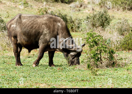 Nur Kühlen - afrikanische Büffel Syncerus caffer Stockfoto