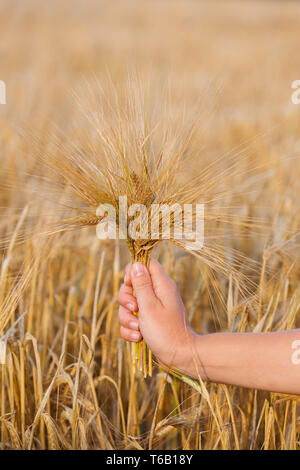 Weizenähren Gerste in der Hand Stockfoto