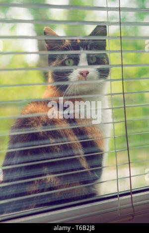 Lustige tricolor Katze sitzt auf dem Fensterbrett und schaut aus dem Fenster. Blick aus dem Fenster mit Jalousien Stockfoto