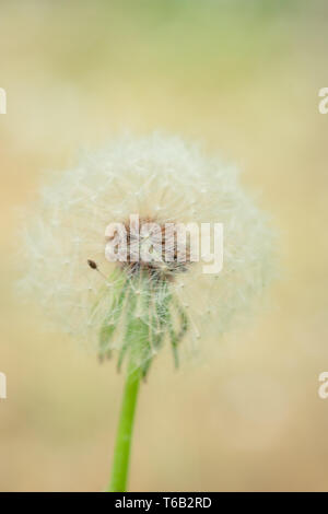 Runde flauschige Löwenzahn Blume im Frühling, Garten, Macro Stockfoto