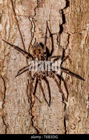 Huntsman Spider auf Baumstamm Madagaskar Stockfoto