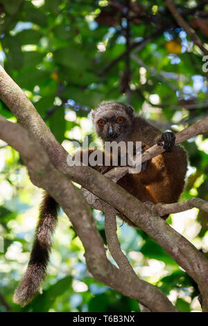 Weibchen von white-headed lemur Madagascar Wildlife Stockfoto