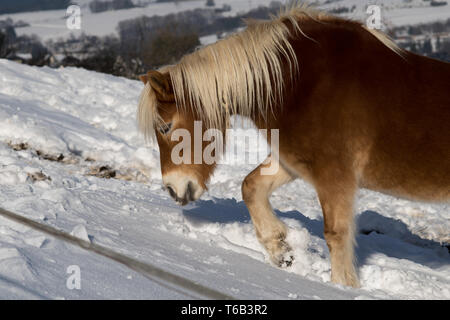 Braunes Pferd im deutschen Winter land Stockfoto