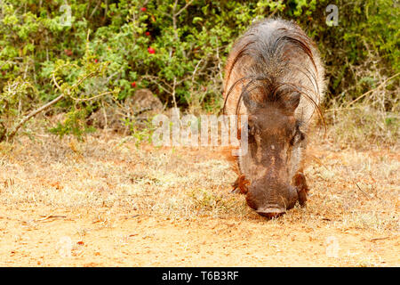 Vorderansicht eines gemeinsamen Warzenschwein Stockfoto