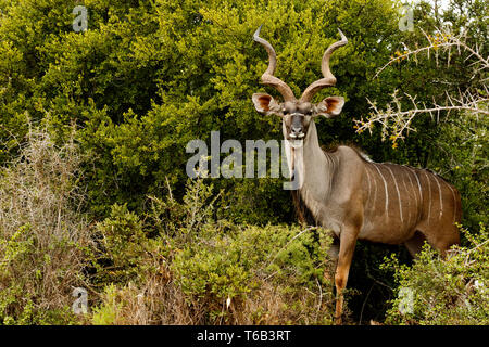 Kudus stehen und Lächeln Stockfoto