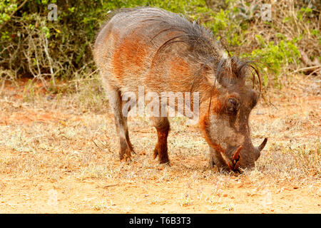 Seitenansicht eines gemeinsamen Warzenschwein essen Gras Stockfoto