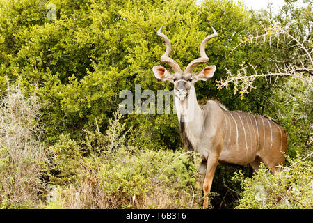 Große Kudu - Tragelaphus strepsiceros Stockfoto