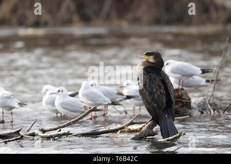 Kormorane und Möwen schwarz geleitet Stockfoto