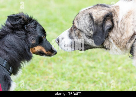 Zwei Hunde reiben Nasen und Begrüßung Hallo Stockfoto