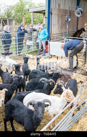 Mayfields Farm Tag der Offenen Juricani Norfolk UK Stockfoto