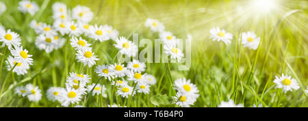 Panorama von blühenden Blumen in der Wiese am Frühling mit Sonnenstrahlen. Stockfoto
