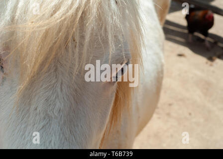 Detail des Auges der ein junges Pferd mit weißem Pelz, im Innenhof Stockfoto